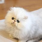 哪里有金吉拉猫卖的 无病无廯 双血统金吉拉多少钱
