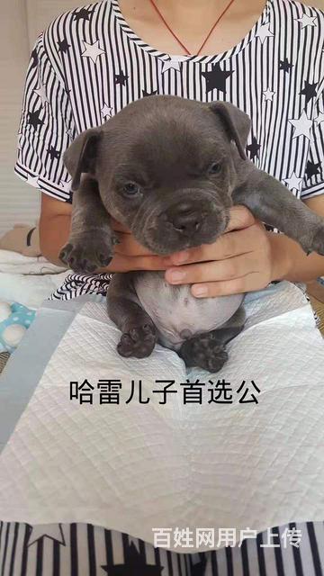 九江恶霸犬价格 幼犬出售的图片