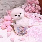 纯种博美幼犬 活泼可爱 欢迎上门选购