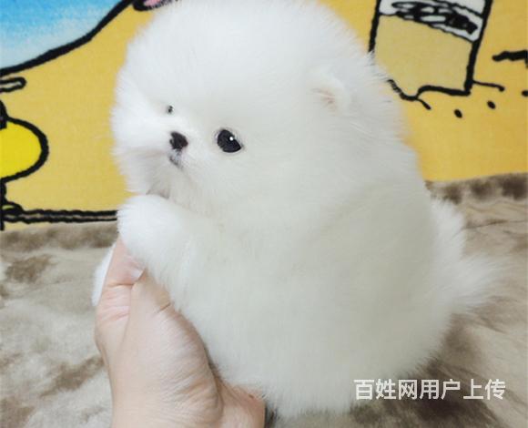和田卖博美的犬舍，犬舍博美一般价位的图片