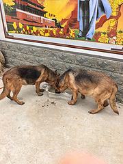 黄金牧羊犬，大母