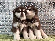 岳阳【*推荐】阿拉斯加犬舍‖阿拉斯加养殖场