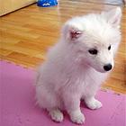 惠州【十年老店】常年繁殖优质血统银狐幼犬