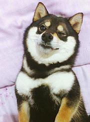 嘉兴本地柴犬价格，本地哪儿可以买到柴犬