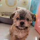 小泰迪赠送