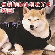 包头哪里有卖柴犬，柴犬市场价格