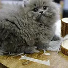 陕西渭南米努特矮脚猫优惠出售