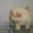 嘉兴犬舍卖松狮。松狮一般什么价位