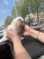 凯米尔色高地弟弟