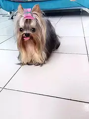 周口【十年老店】常年繁殖优质血统约克夏幼犬