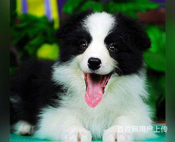 阿克苏哪卖边牧，哪有边牧，谁家的边牧靠谱的图片