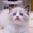舟山活体动物托运，宠物狗托运，宠物猫托运公司