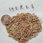 江门进口黑麦草种子货源充足