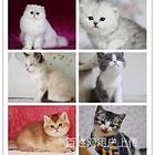 海宁宠物猫多少钱哪里有卖猫的