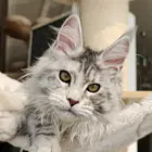 本地哪里有卖缅因猫的多少钱一只 缅因猫好养吗