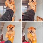 吉林市自家繁殖包子脸豆柴  柴犬 幼犬 保健康纯种