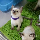 六安蓝色重点暹罗幼猫送货上门