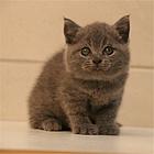 周口附近哪里有蓝猫卖◆猫场常年卖纯种蓝猫