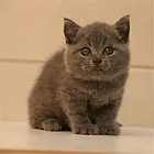 抚州靠谱的卖蓝猫的商家 蓝猫一只价位