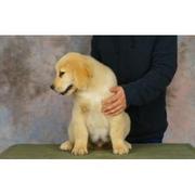 金毛犬、保纯种健康多窝挑选 小金毛 金毛价格