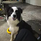 配种