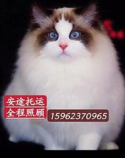 织金宠物托运{猫咪狗狗}活体速寄（承接所有活体运输安全高效2
