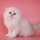 【 自家繁殖 本地猫舍