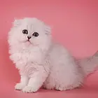 【 自家繁殖 本地猫舍