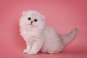 本地猫舍 本地猫舍 猫舍直营