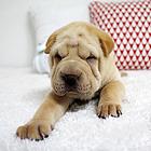 张家界【十年老店】常年繁殖优质血统沙皮幼犬