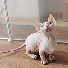 出售纯种无毛猫 无毛猫价格多少 疫苗齐全包健康