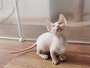 出售纯种无毛猫 无毛猫价格多少 疫苗齐全包健康