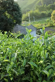 经受住虫害 但愿熬过高温 安吉白茶 自产自销