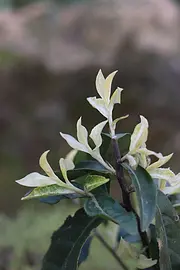 极奶白茶 茶中新贵 珍稀新品 小戴白茶直销