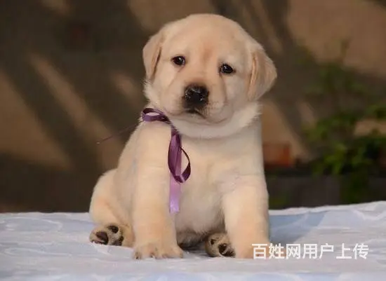 北京拉布拉多犬出售 纯种大头拉布拉多犬价格的图片