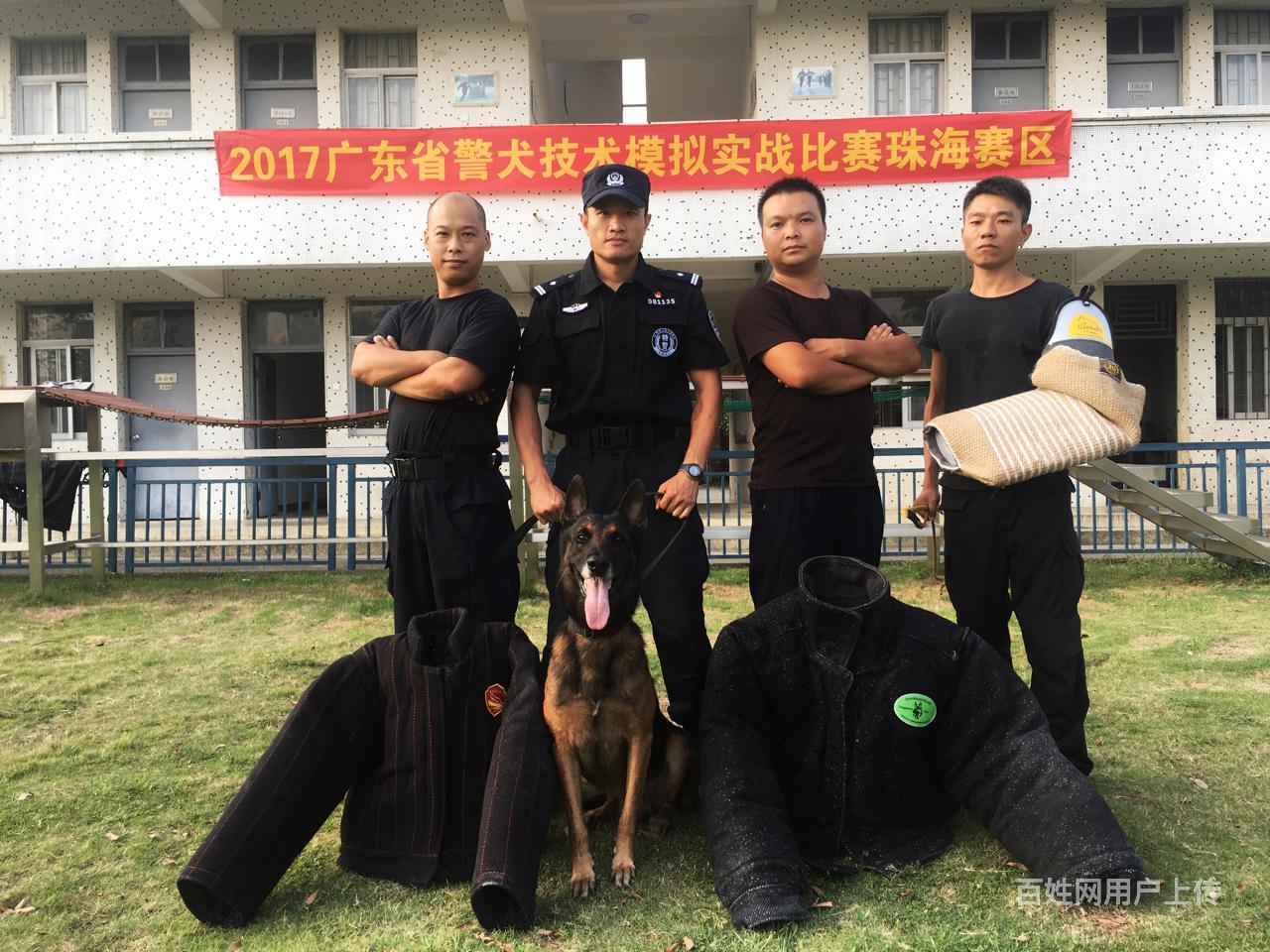 佛山宠物训练佛山宠物学校佛山训犬基地佛山训狗学校