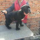 烟台【*推荐】卡斯罗犬舍‖卡斯罗养殖场