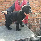 邢台【*推荐】卡斯罗犬舍‖卡斯罗养殖场