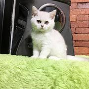 江门附近哪里有银渐层卖◆猫场常年卖纯种银渐层