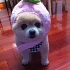 球体博美犬 俊介博美狗 哈多利袖珍博美 聪明可爱