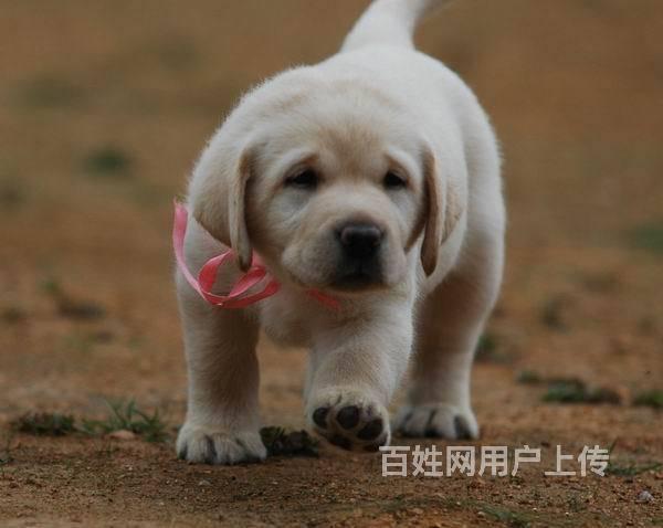 赛级拉布拉多犬 三个月拉布拉多幼犬出售