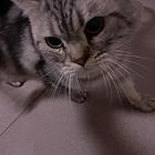 【搞定了！】出售美短虎斑公猫