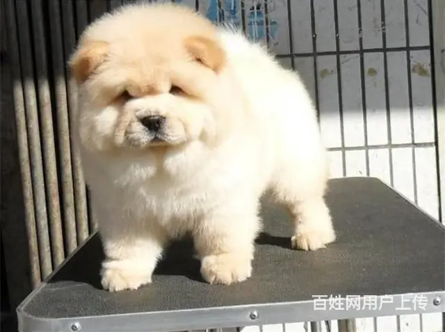 出售纯种肉嘴美系松狮 松狮犬 纯种松狮多少钱的图片