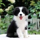 【首选推荐】商丘进口赛级血统（阿拉斯加犬），带证书疫苗，包纯