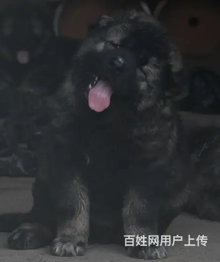 巨型熊版高加索犬 签购犬协议 保纯种保成活的图片