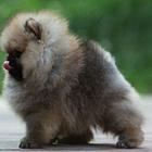 九江知名犬舍有博美出售 狗美价廉 包健康
