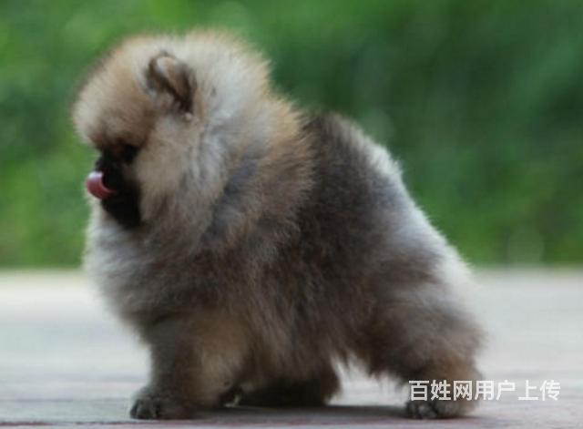 九江知名犬舍有博美出售 狗美价廉 包健康的图片