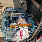 兰考宠物托运（猫狗）活体运输邮寄2022（推荐实体店）