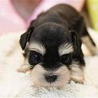 广州迷你雪纳瑞犬多少钱一只 广州买狗 首选正规犬舍
