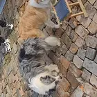纯种边牧出售